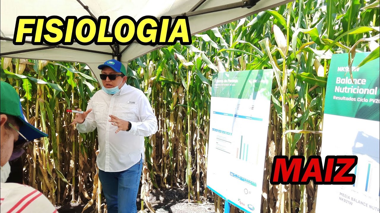 FISIOLOGIA DEL MAIZ | IMPORTANCIA de sus HOJAS VERDADERAS. #NK #Maiz