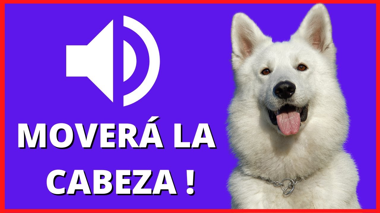 🦴 SONIDOS para PERROS Para Que MUEVAN La CABEZA - Ruidos y Efectos
