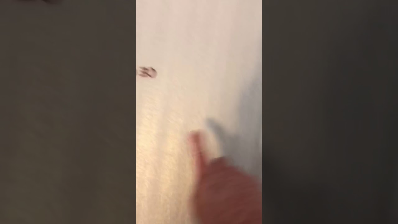 DIY Laminate flooring prep