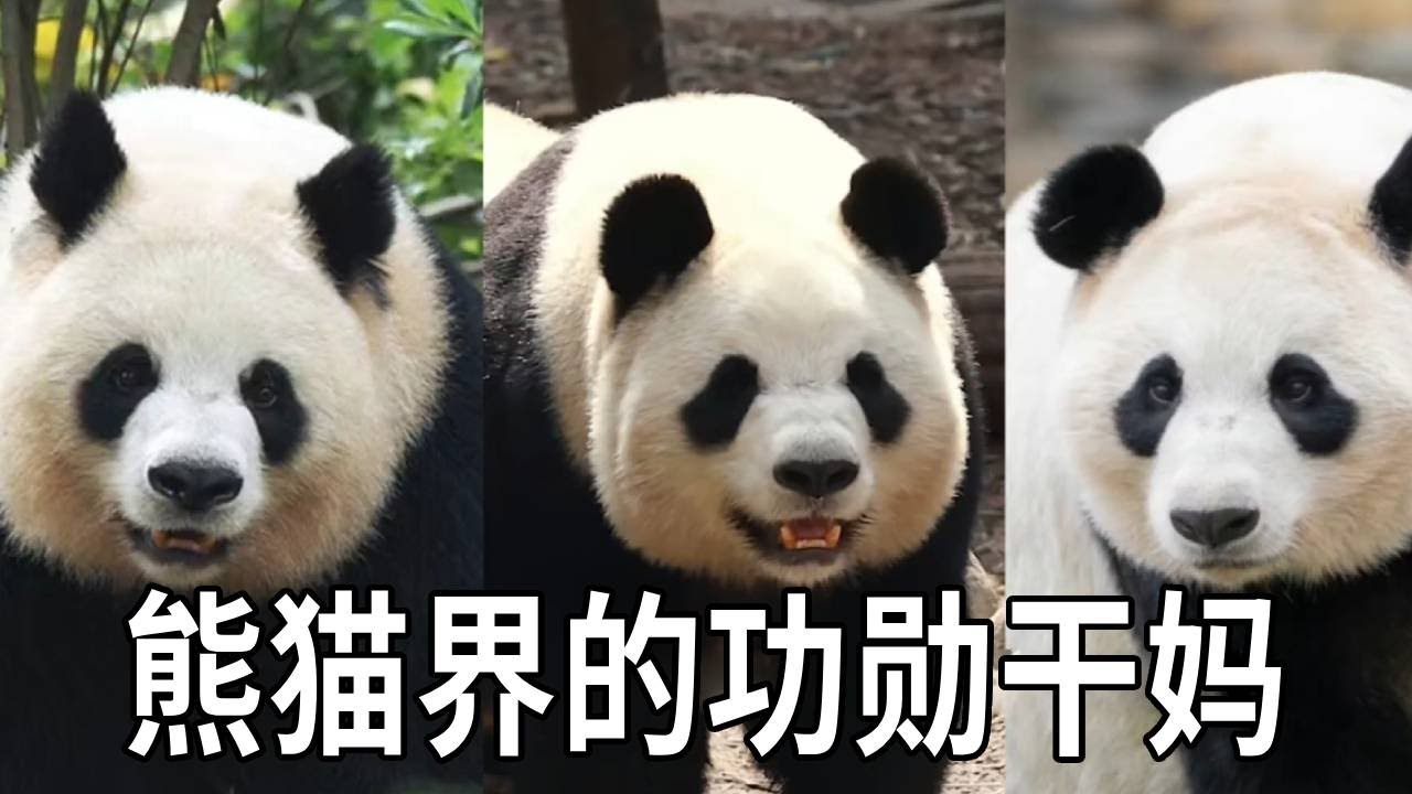 盘点熊猫界那些功勋干妈，不是亲生却胜似亲生！熊猫妈妈无私的爱真的泪目【你好大熊猫】
