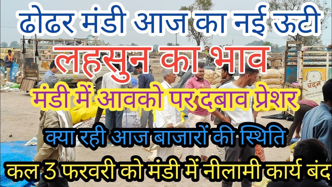 ढोढर मंडी आज का नई ऊटी लहसुन का भाव / Dhodhar Mandi Aaj Ka Nai Uti Lehsun Ka Bhav / 2 फरवरी 2026