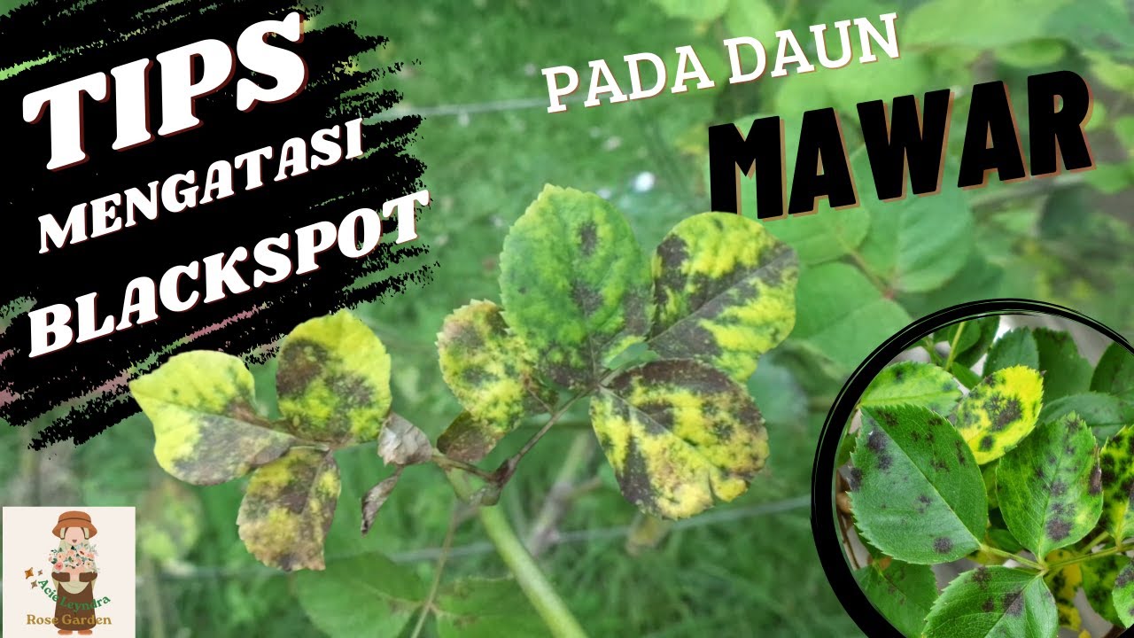 Mengatasi Masalah Blackspot Pada Daun Mawar // Bercak Hitam Karena Jamur Pada Daun Mawar