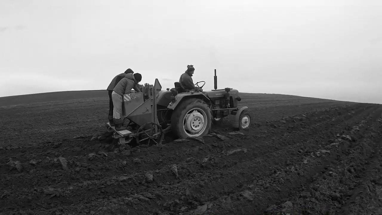 🥔Sadzenie ziemniaków 2022 🥔🚜Ursus c-330🚜👉AgroTomek Zadroże👈Full HD👍👍