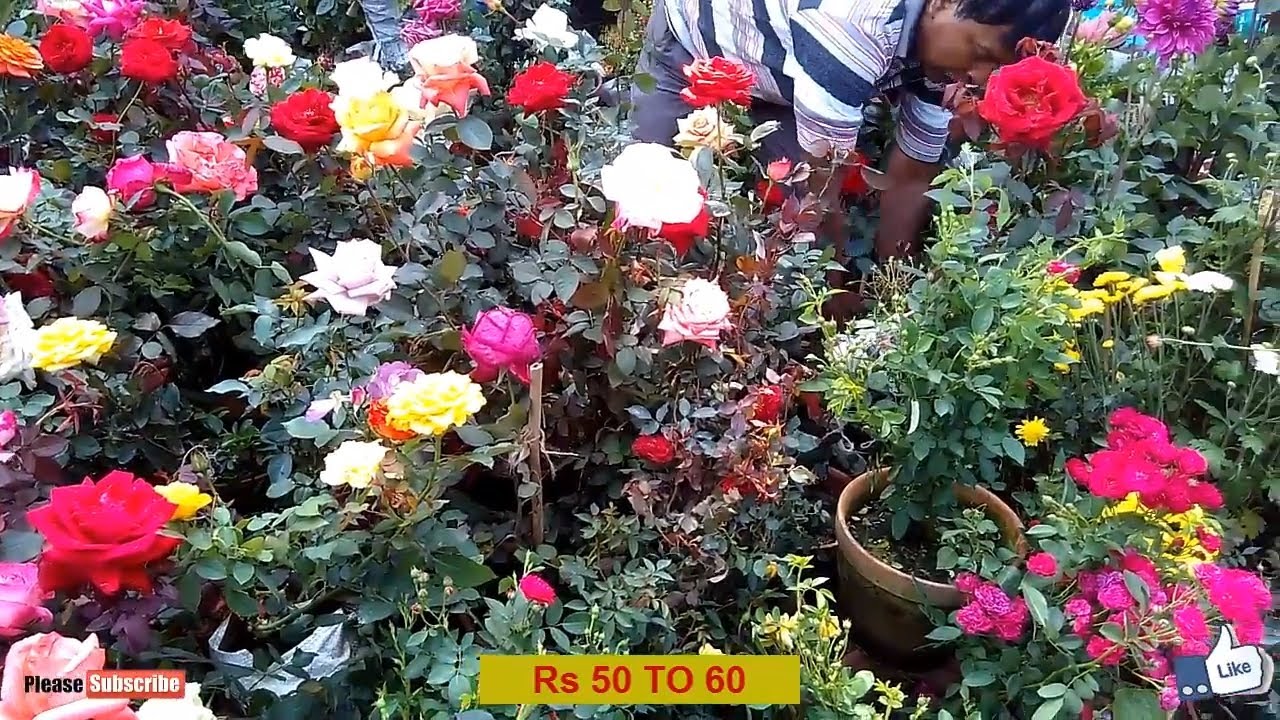 Beautiful Rose Plant market at Galiff Street in Kolkata