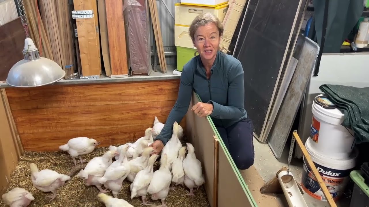 Time to put the Meat Chickens out on pasture & Autumn Garden Tour