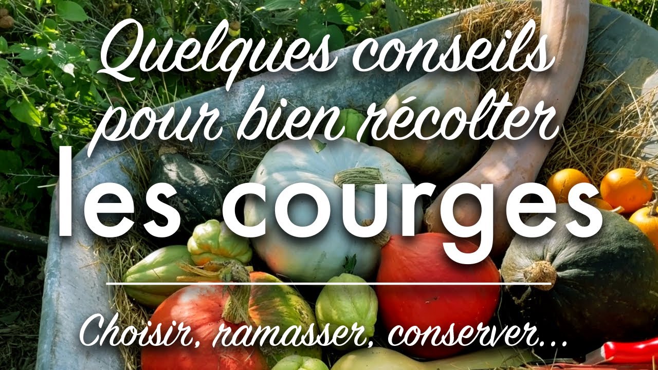 Quelques conseils pour bien récolter ses courges au potager.