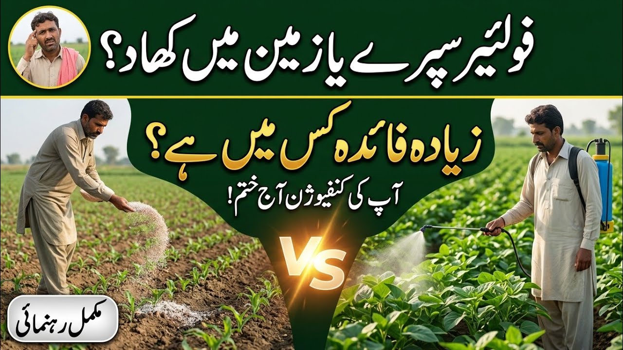 Foliar Spray vs Soil Application | Bilal Kanju Official 