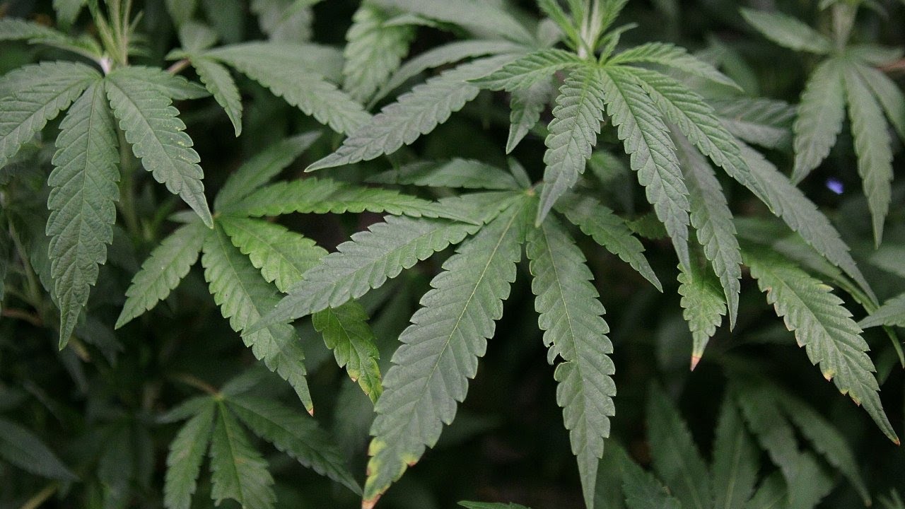 California rings in new year with new weed laws