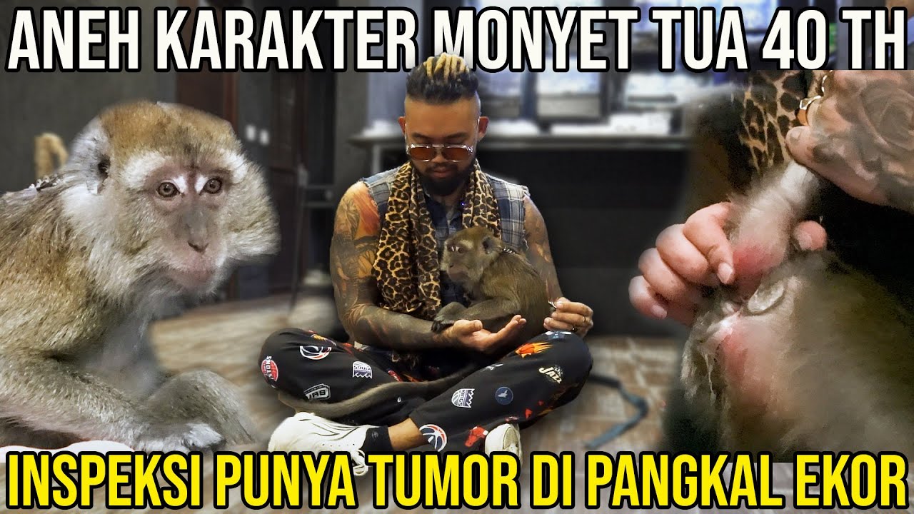 ANEH KARAKTER MONYET TUA 40 TH, INSPEKSI PUNYA TUMOR DI PANGKAL EKOR #AudreyA #KINGOFTHEJUNGLE