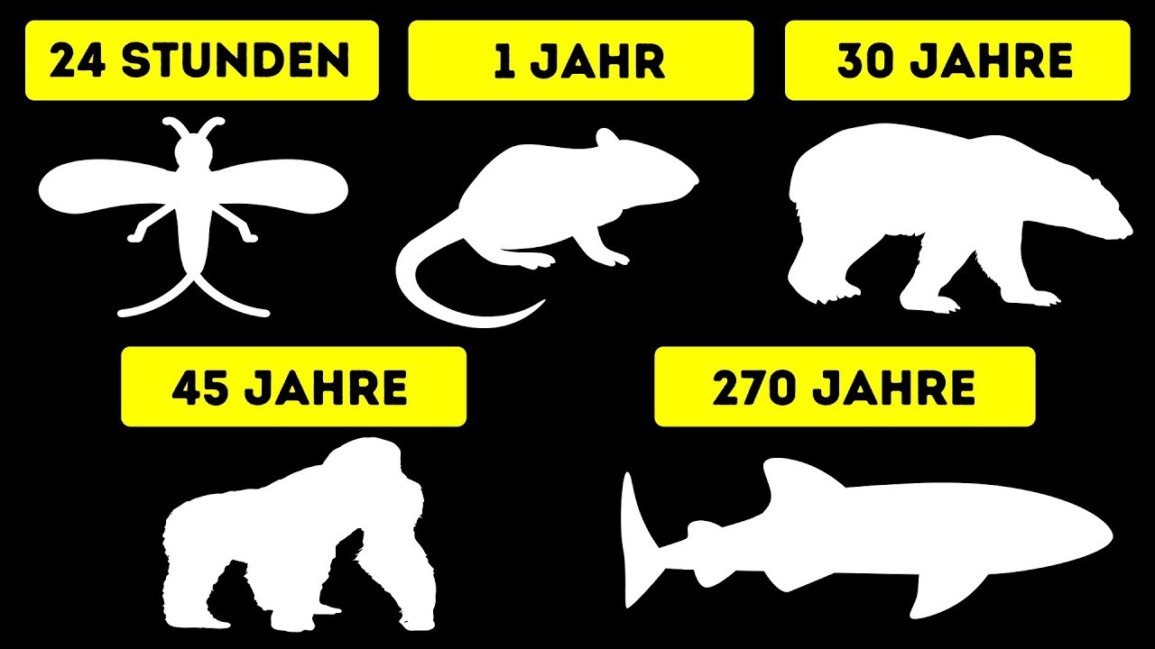 Die kürzesten und längsten Lebenserwartungen von Tieren