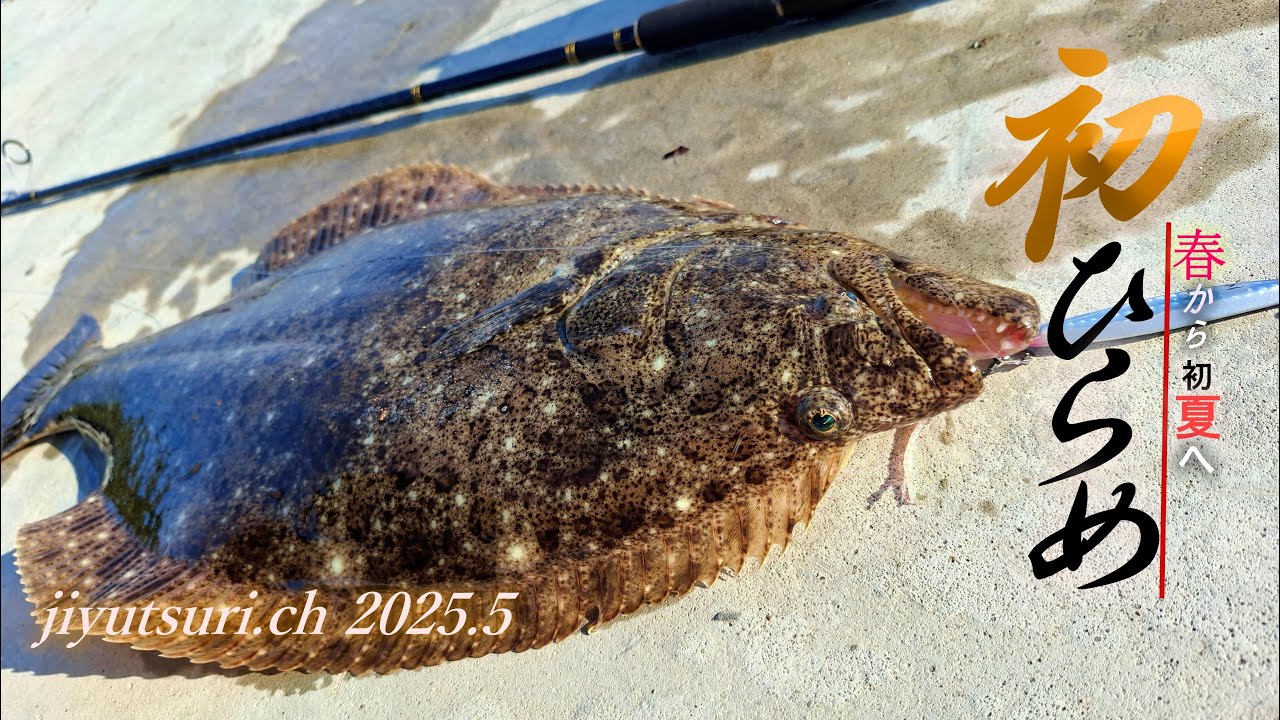 【大型ヒラメで自己記録更新】島の堤防からBIGなヒラメが釣れてしまった。