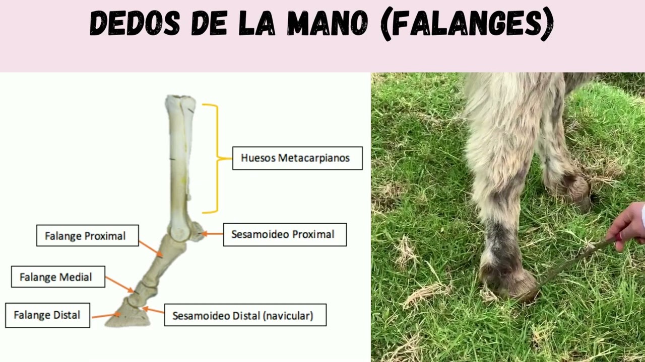 ANATOMÍA DEL MIEMBRO ANTERIOR Y POSTERIOR EN EQUINOS