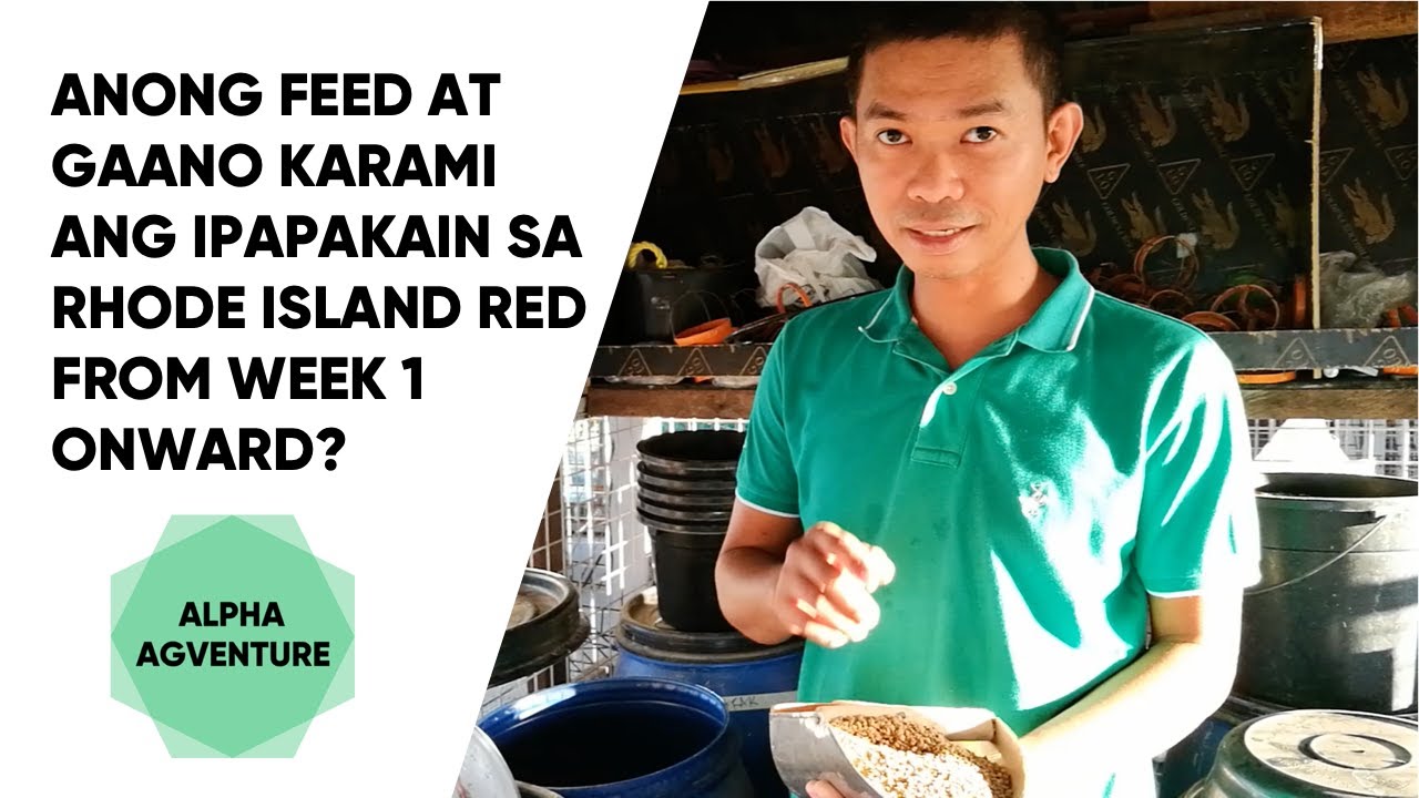 Anong Feed at Gaano Karami ang Ipapakain sa Rhode Island Red from Week 1 Onward?