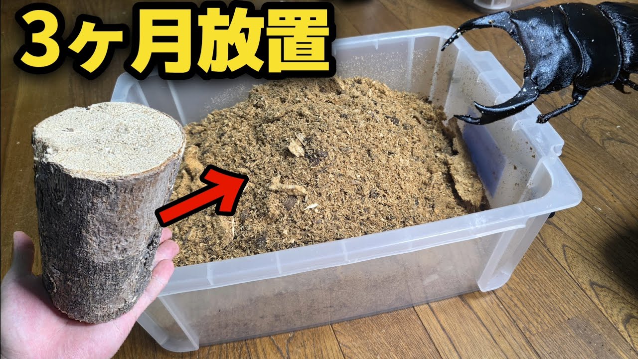 オオクワガタの産卵セットを放置してたら産卵材がボロボロになっていたので確認すると？