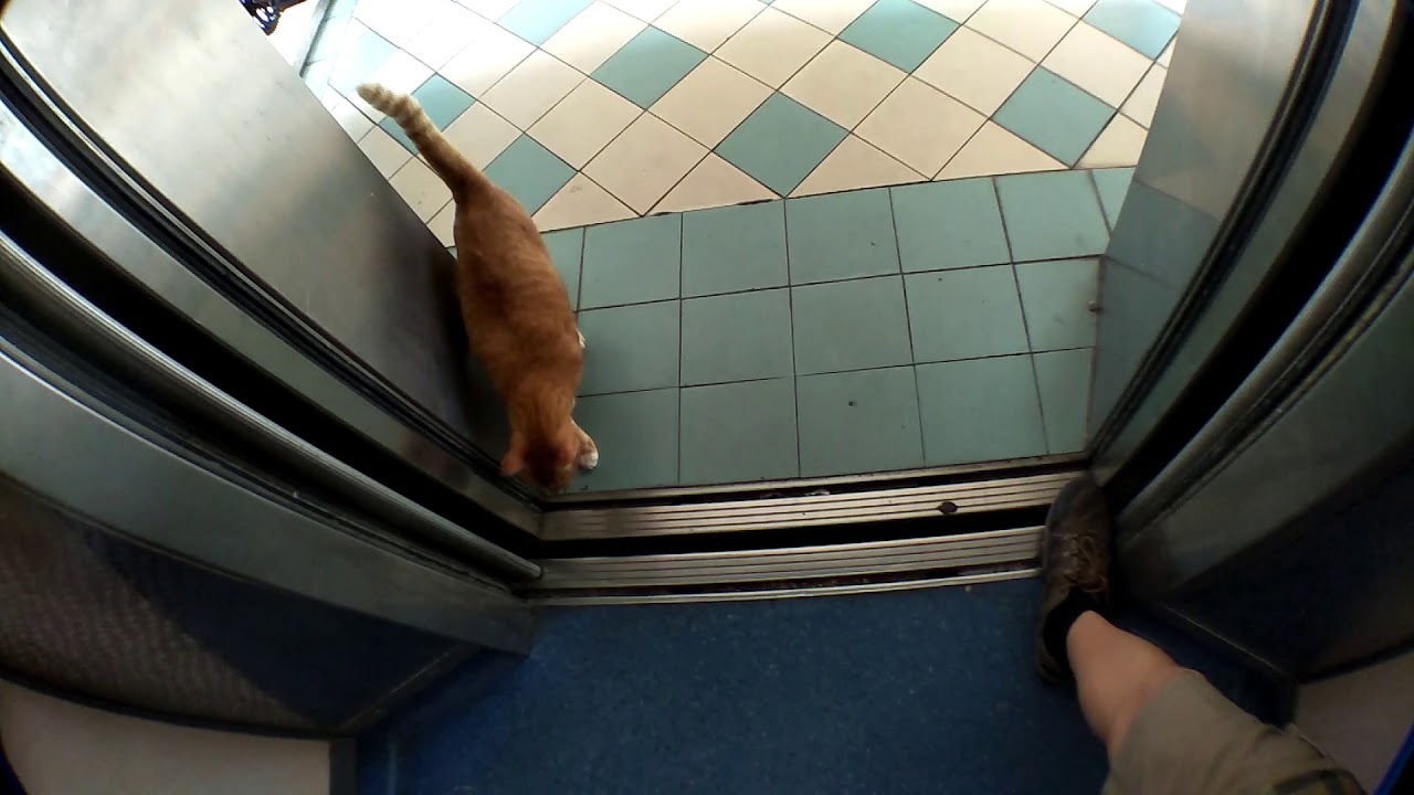 (Orange Cat 🐈) Block 57 Toa Payoh Residential HDB - Otis and Fujitec traction elevators
