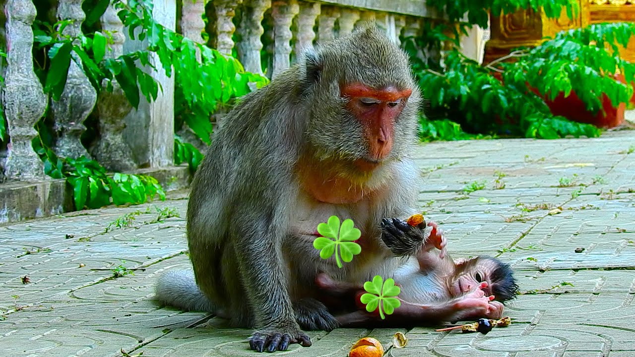 Cute mother monkey wildlife Rosy trying hard to protects and playing with her babies Compilation |DW