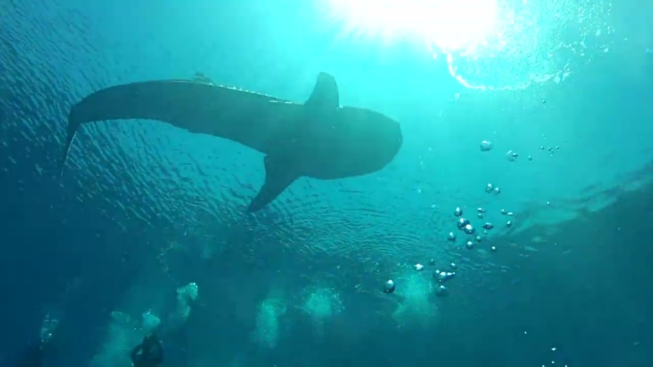 Liveaboard Maldives April 2022 