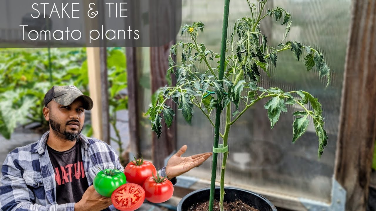 How To Stake and Tie Tomato Plants | Simple and Easy Way | #tomato #garden #gardening