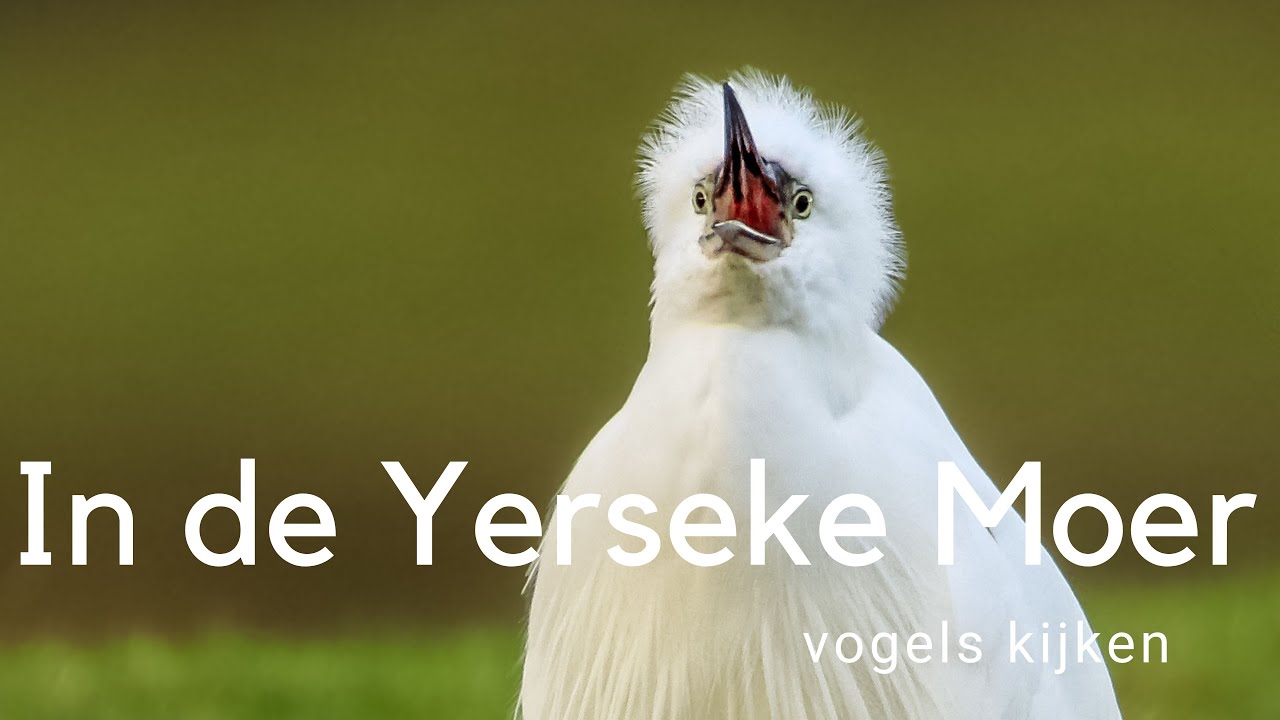 Vogels kijken in de Yerseke Moer #817