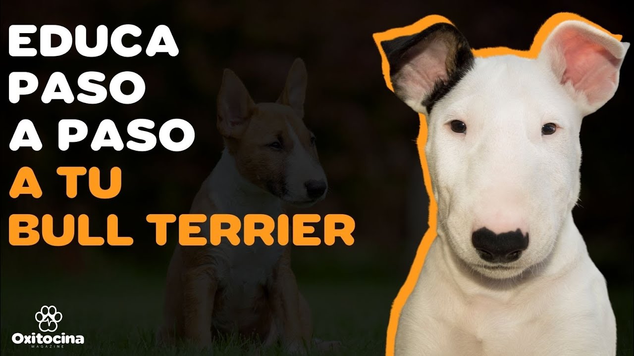 7 CONSEJOS PARA EDUCAR A TU BULL TERRIER