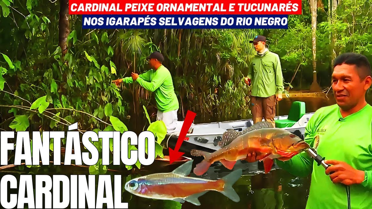 ENTRAMOS NA FLORESTA EM IGARAPÉS SELVAGENS ATRÁS DOS TUCUNARÉS E DO FANTÁSTICO E MINÚSCULO CARDINAL