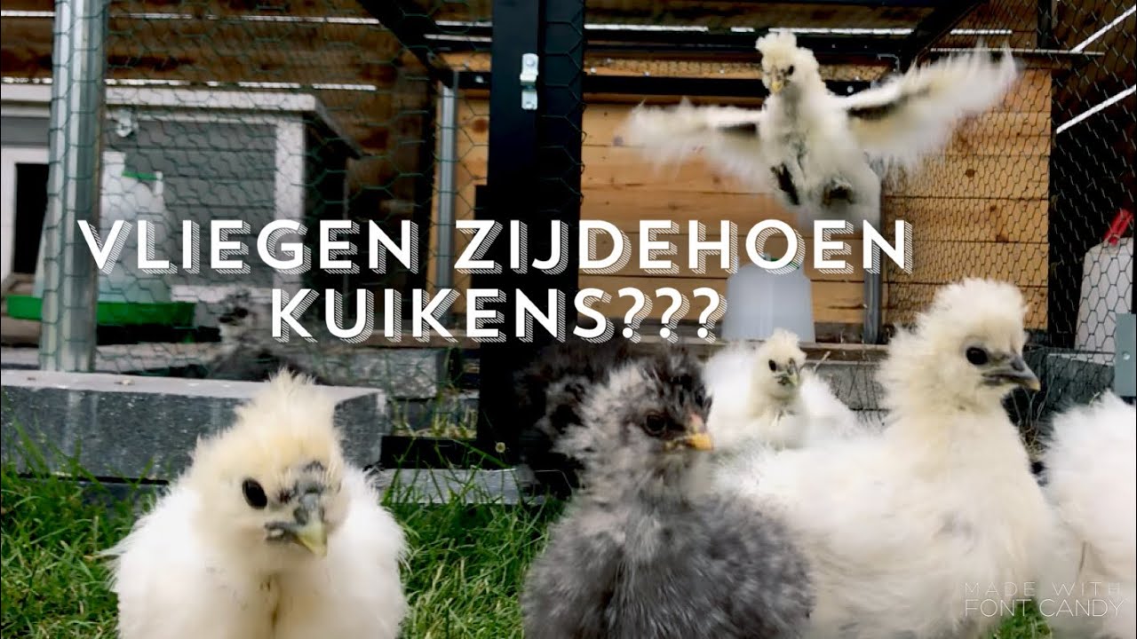 Zijdehoen kuikens vliegen??