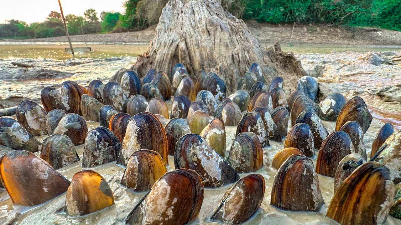 Dig mud clams by hand at the canal | fishing during the low water season | Best Videos Fishing