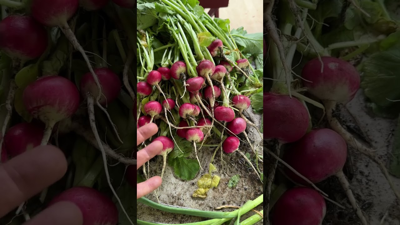 Radish Growing Tips & Harvest!  #garden #grow  #gardening #vegetables