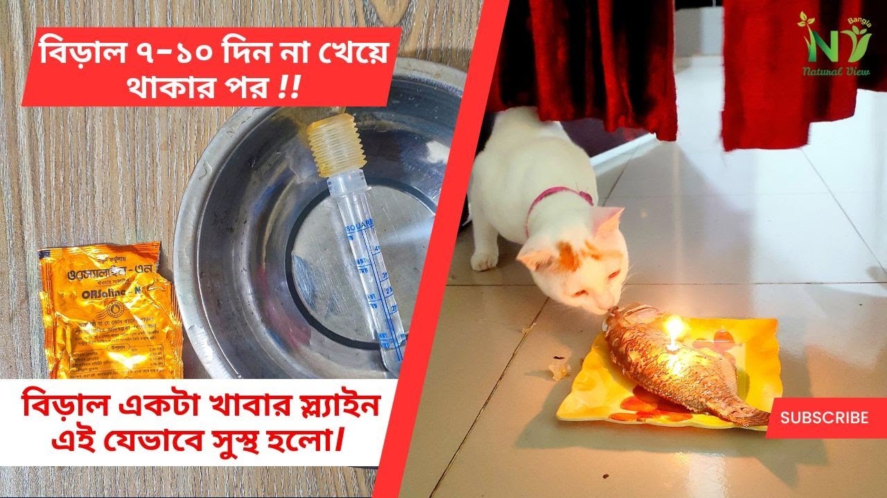 বিড়াল খাবার খাওয়া বন্ধ করে দিলে কি করবেন ।। বিড়ালের ঘরোয়া চিকিৎসা।।