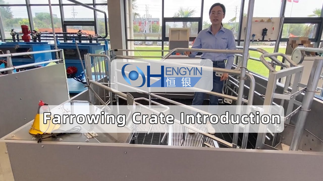 pig farm farrowing crate introdution-Hengyin