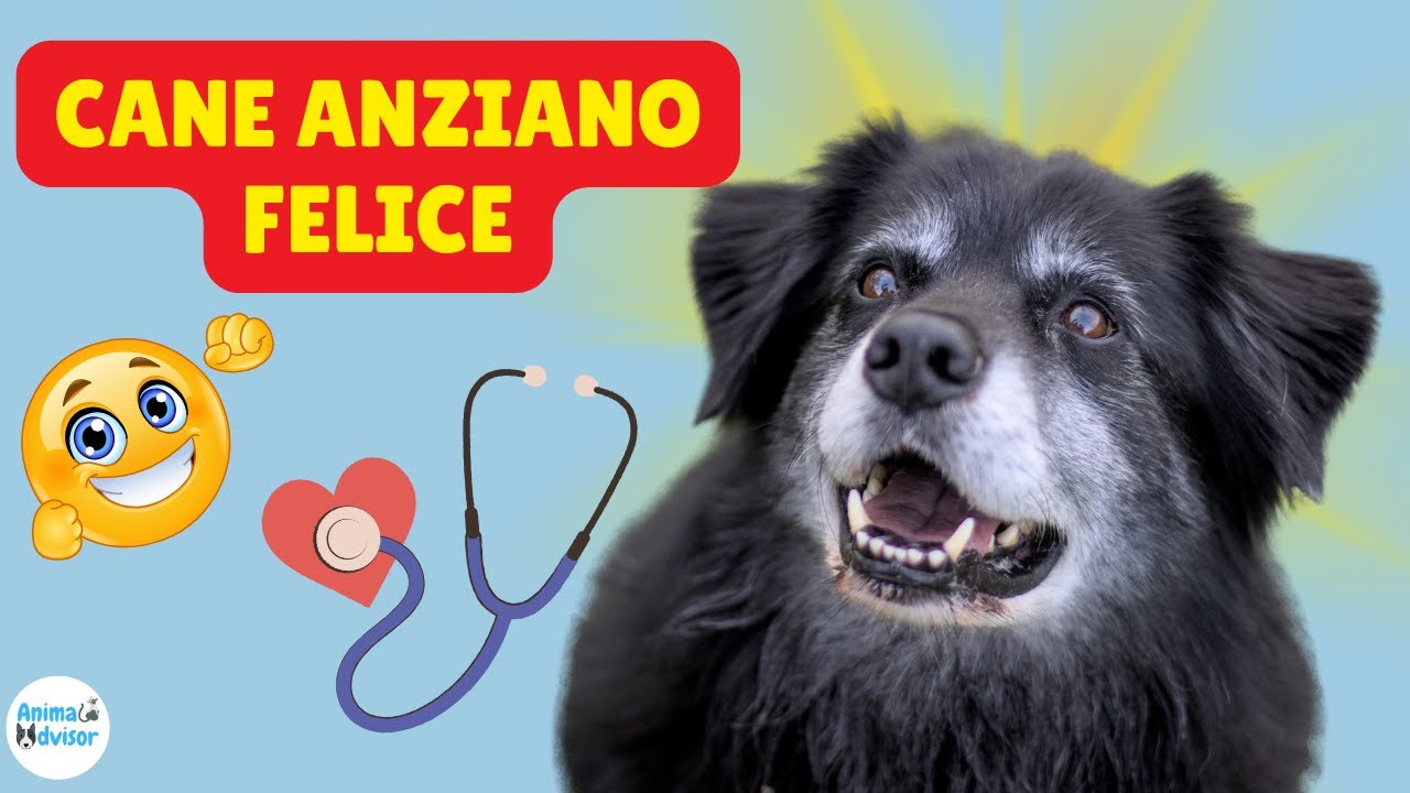 Cane Anziano: Consigli per una Vita Sana e Felice 🐶🐶🐶