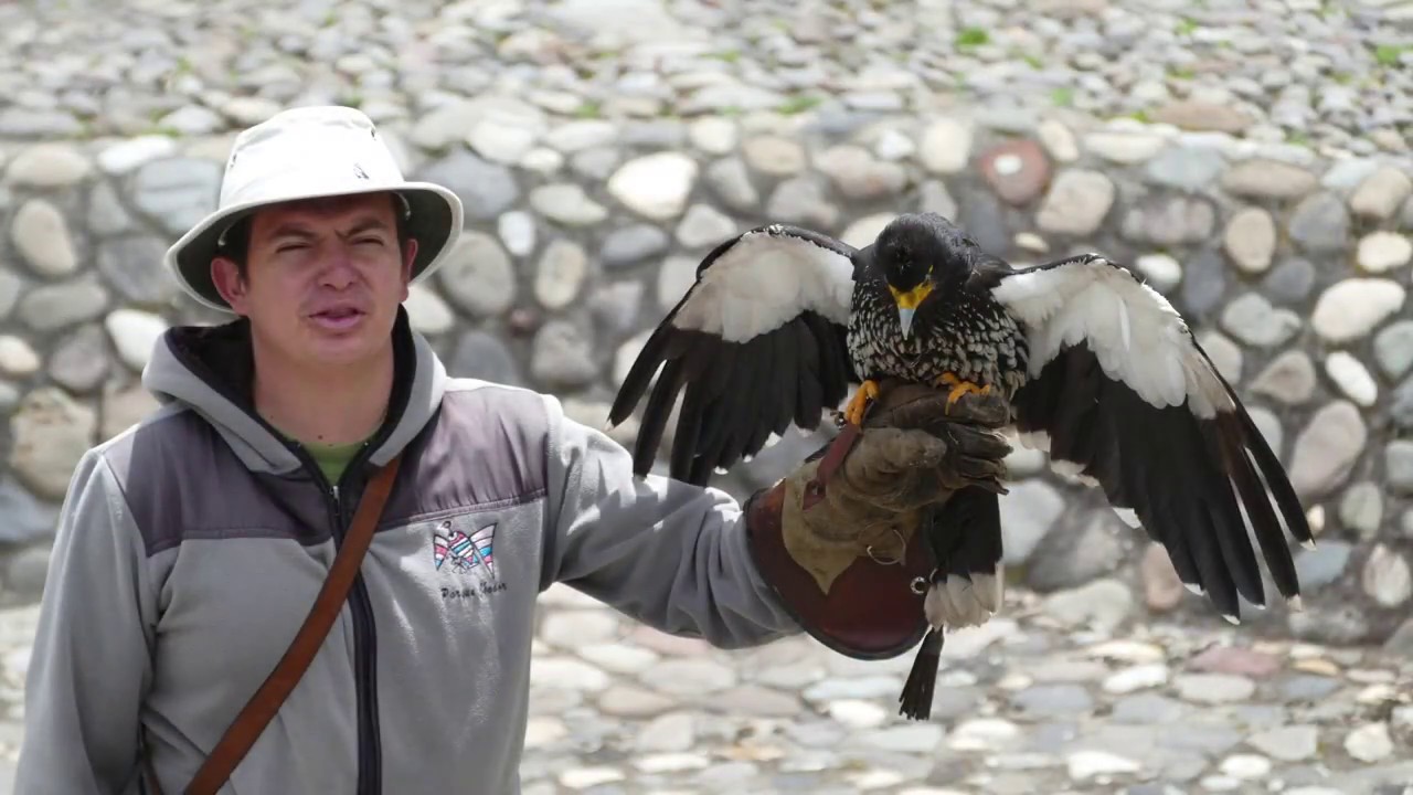 Parque de Condor near Otavalo, Ecuador 4K