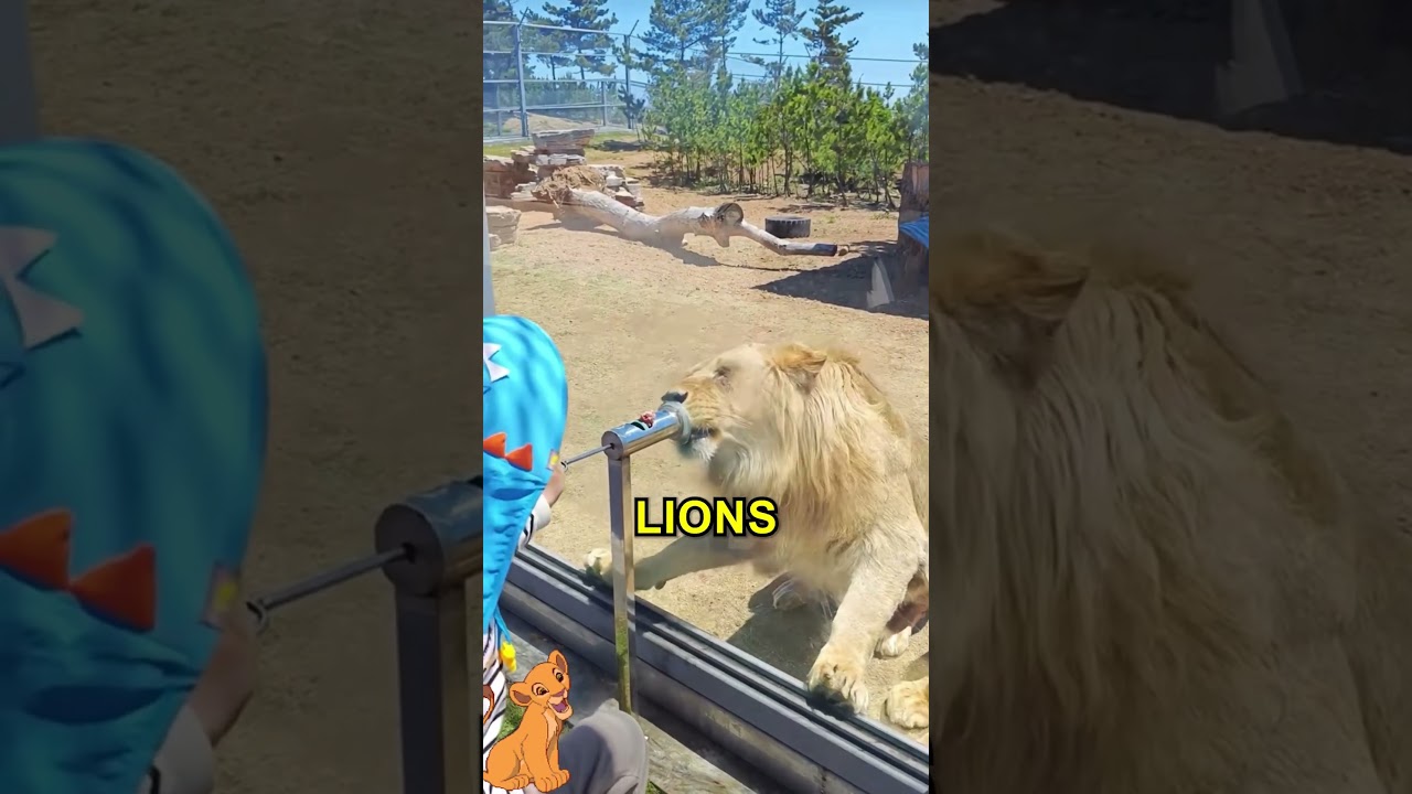 Amazing Zoo Experience For Kids 😍
