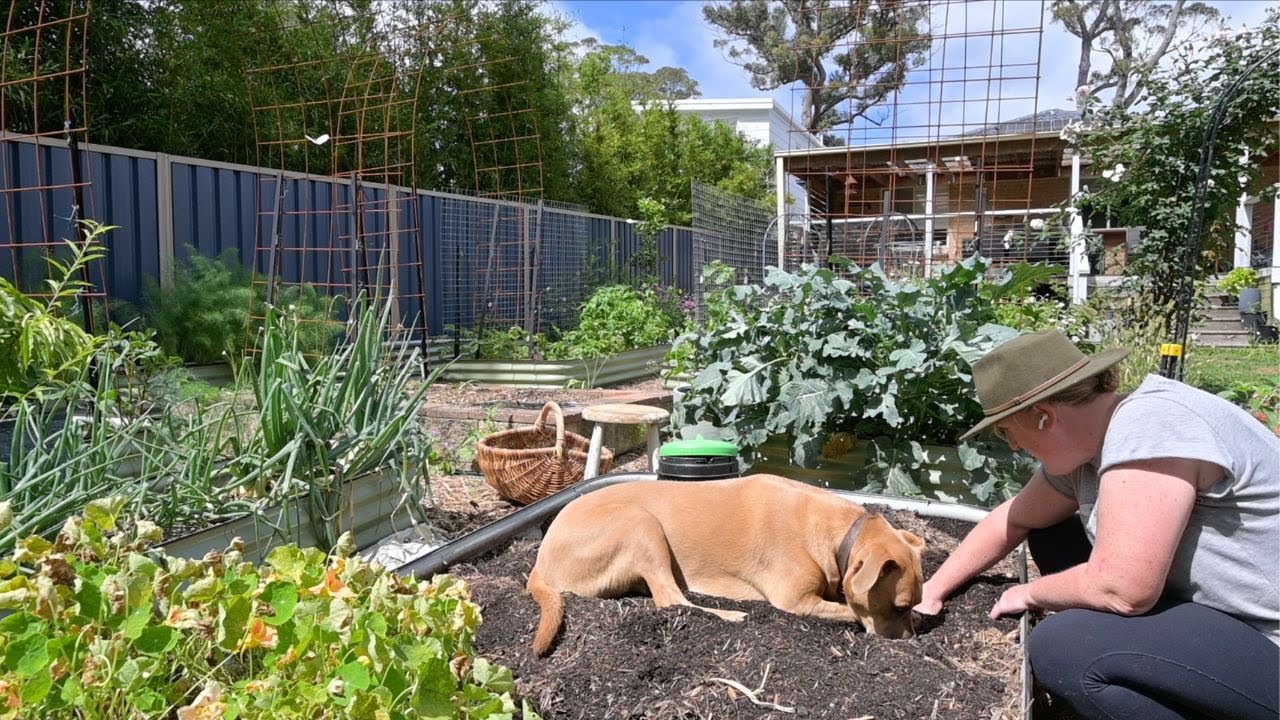Healing and harvesting in the garden