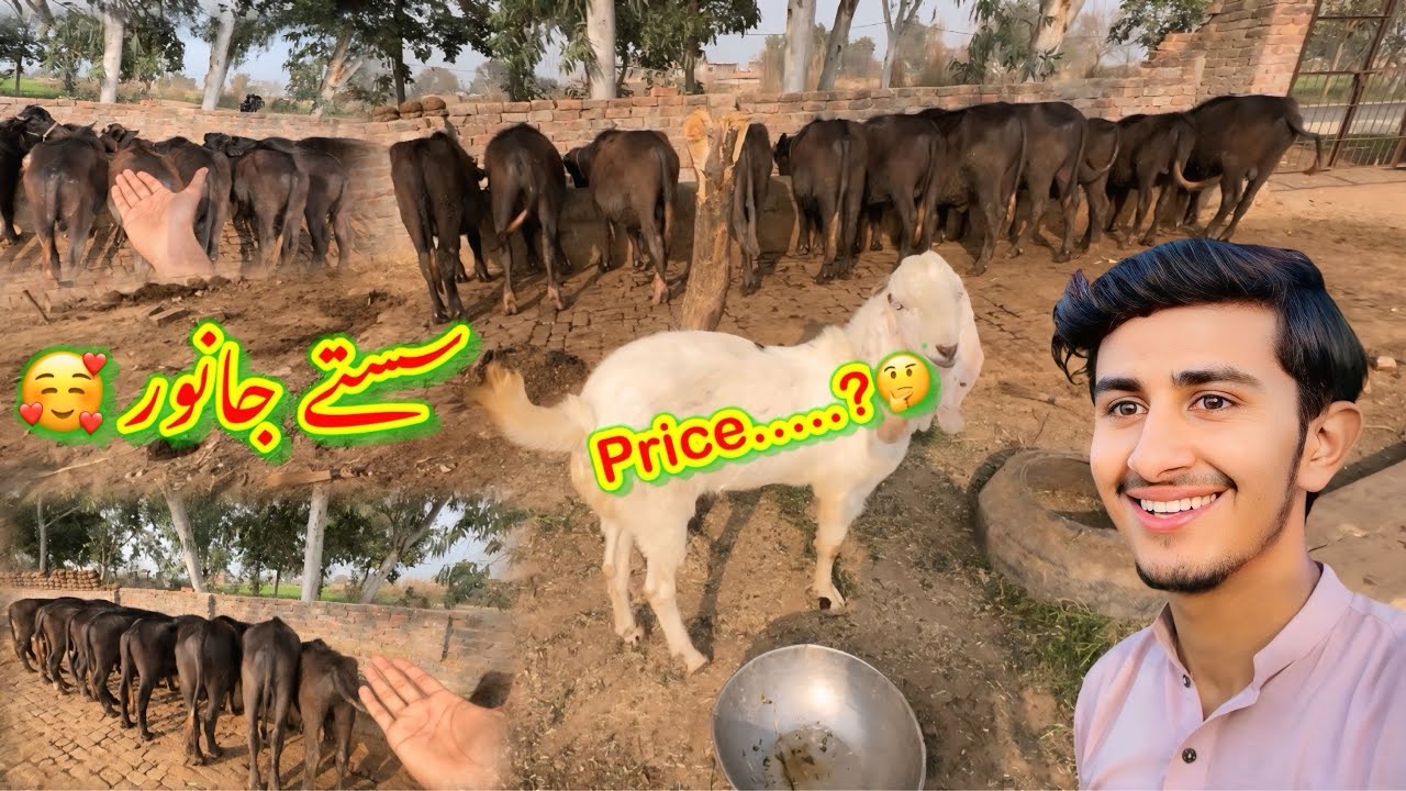 Qurbani Ka Liya Saste Janwar 🥰Price….?🤔/koki pendu/Zohaib pendu/Hamza Sidhu