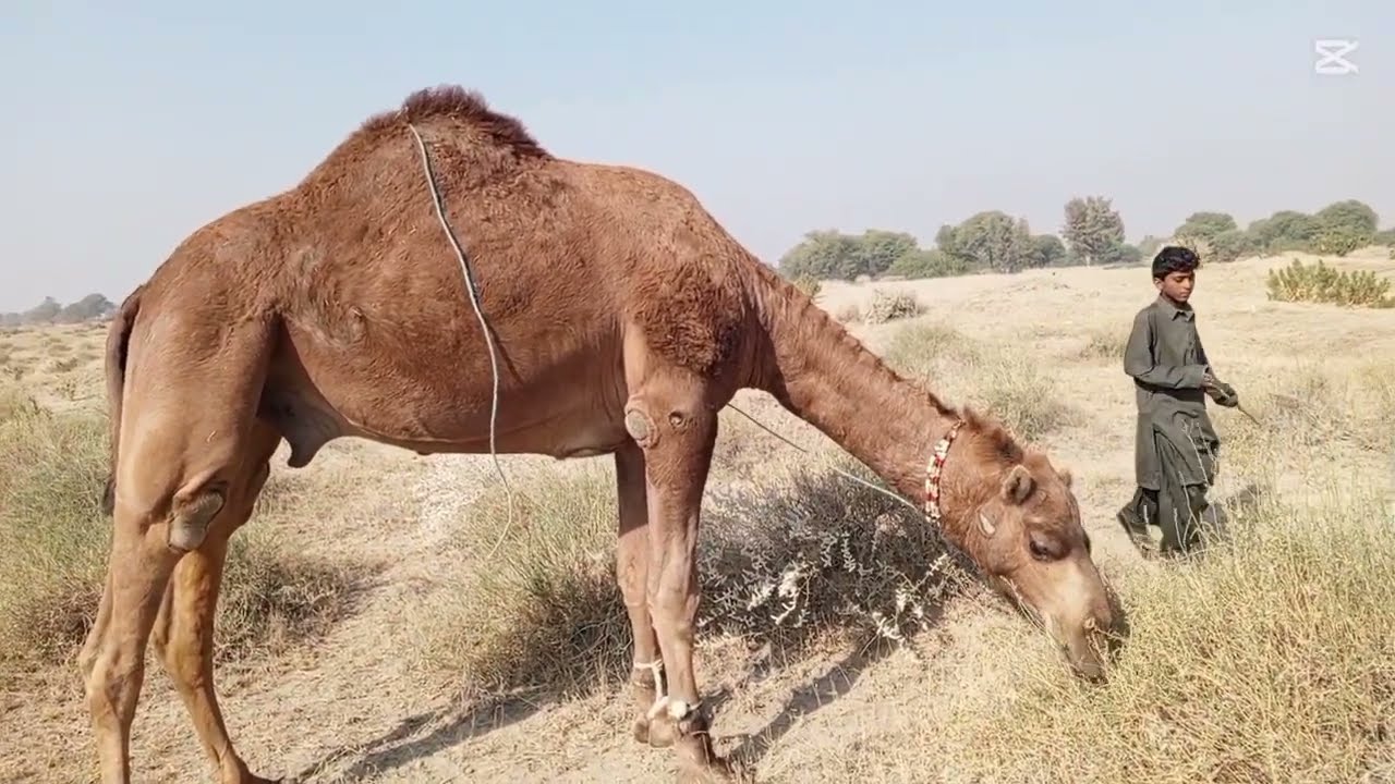 🐫 Pakistan Camel Breeds & Prices 2025 | Beautiful Camels in Pakistan | Camel Video