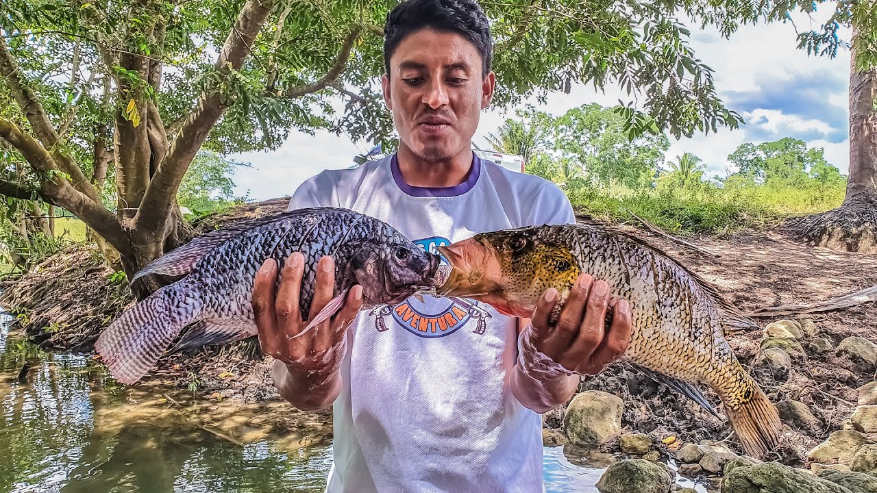 Cocina de Mojarras Nativas VS Tilapias Diferencias de Sabor