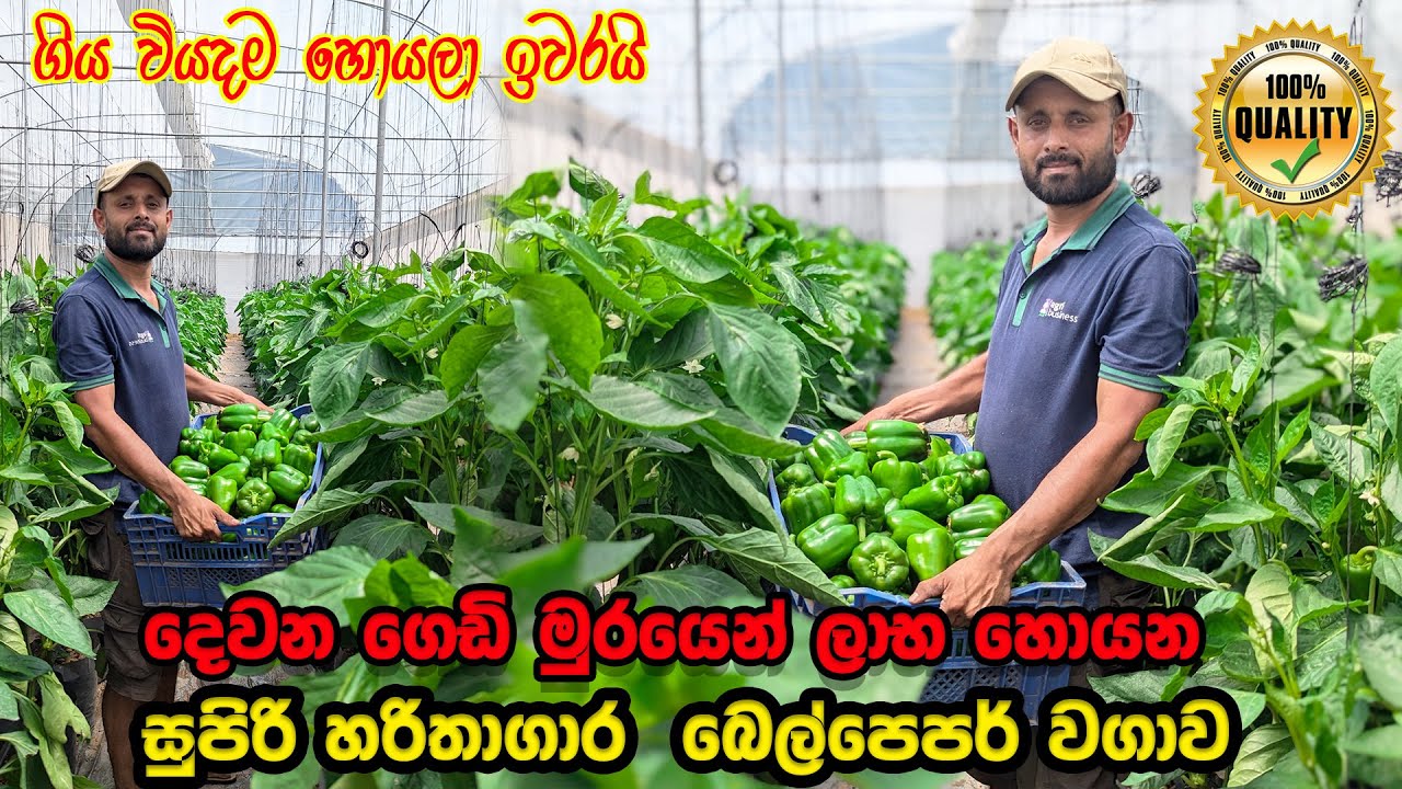 ගිය වියදම හොයලා ඉවරයි දැන් හොයන්නේ ලාභ | හරිතාගාර බෙල්පෙපර් වගාව | Bell pepper farming | smart agri