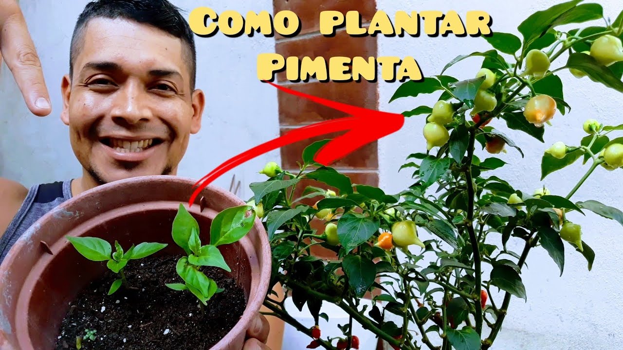 COMO PLANTAR PIMENTA- MELHOR MÉTODO DE GERMINAÇÃO  PARA INICIANTES