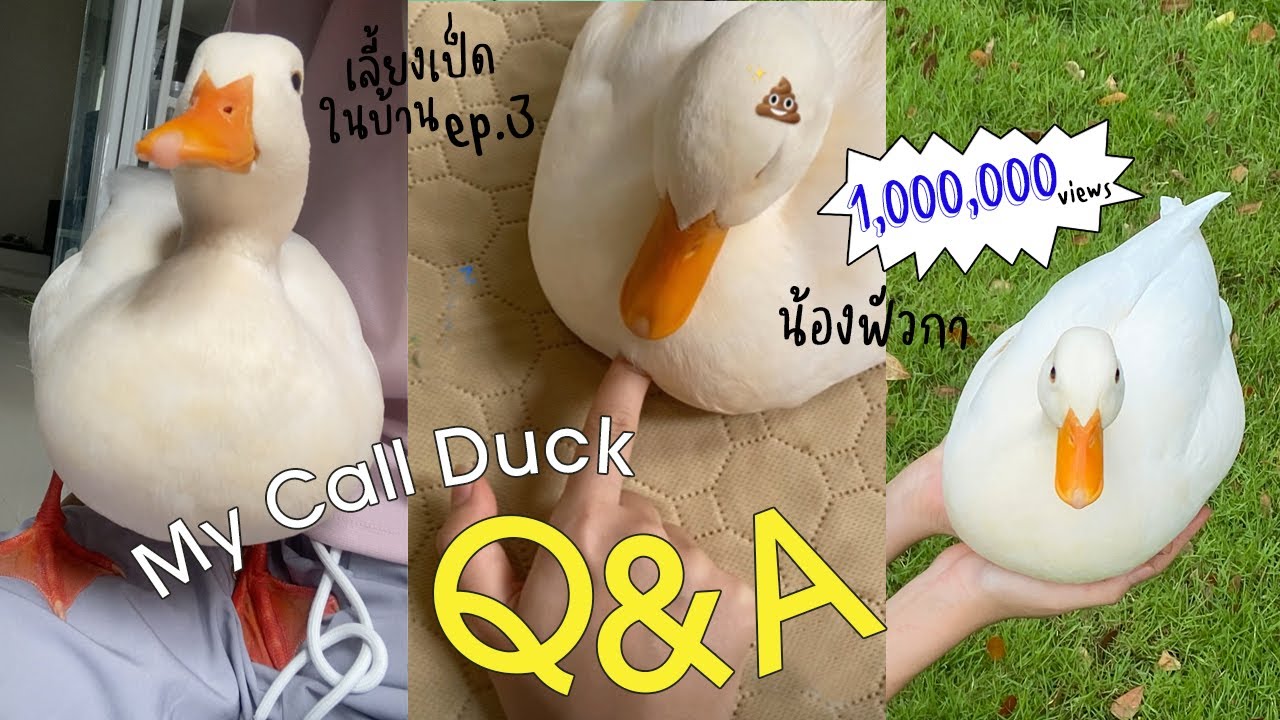 Q&A with my call duck “Foie Gras” | ตอบคำถามเรื่องเป็ด 🐤