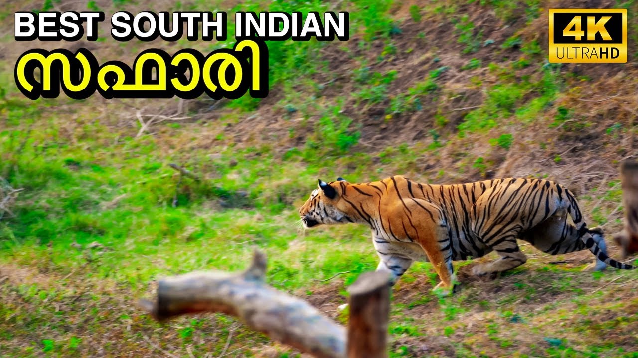 Best Wildlife Sanctuaries in South India | Unforgettable Safari Adventures (4K) | DotGreen