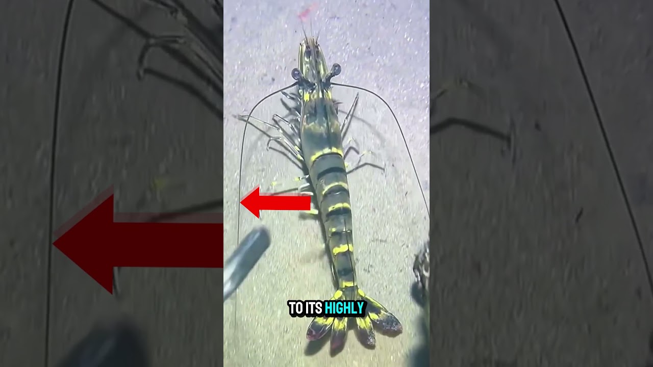 The Extremly Fast Tiger Shrimp 🦐