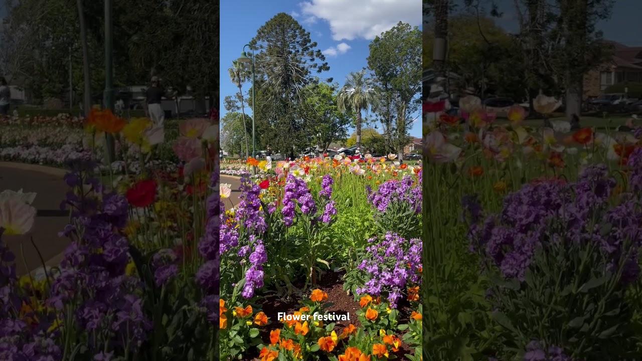 Flower festival #australia #qld #flowers #festival #garden #video #shorts #nature