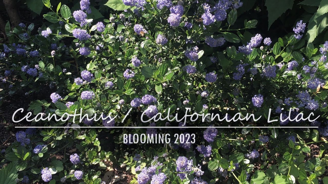 Ceanothus Victoria, var. Repens, Cool Blue | Californian Lilac | 2023 blooms
