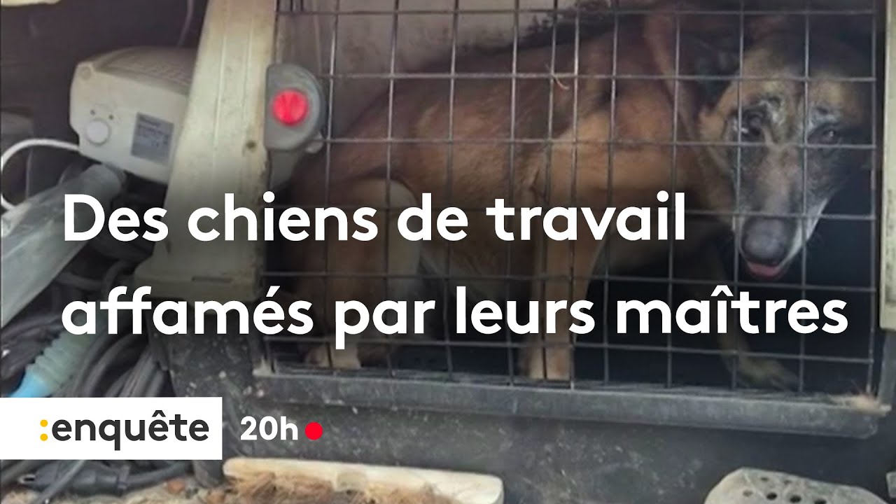 Maltraitance animale : des chiens de travail affamés par leurs maîtres