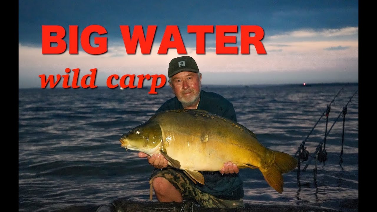 Big Water Wild Carp