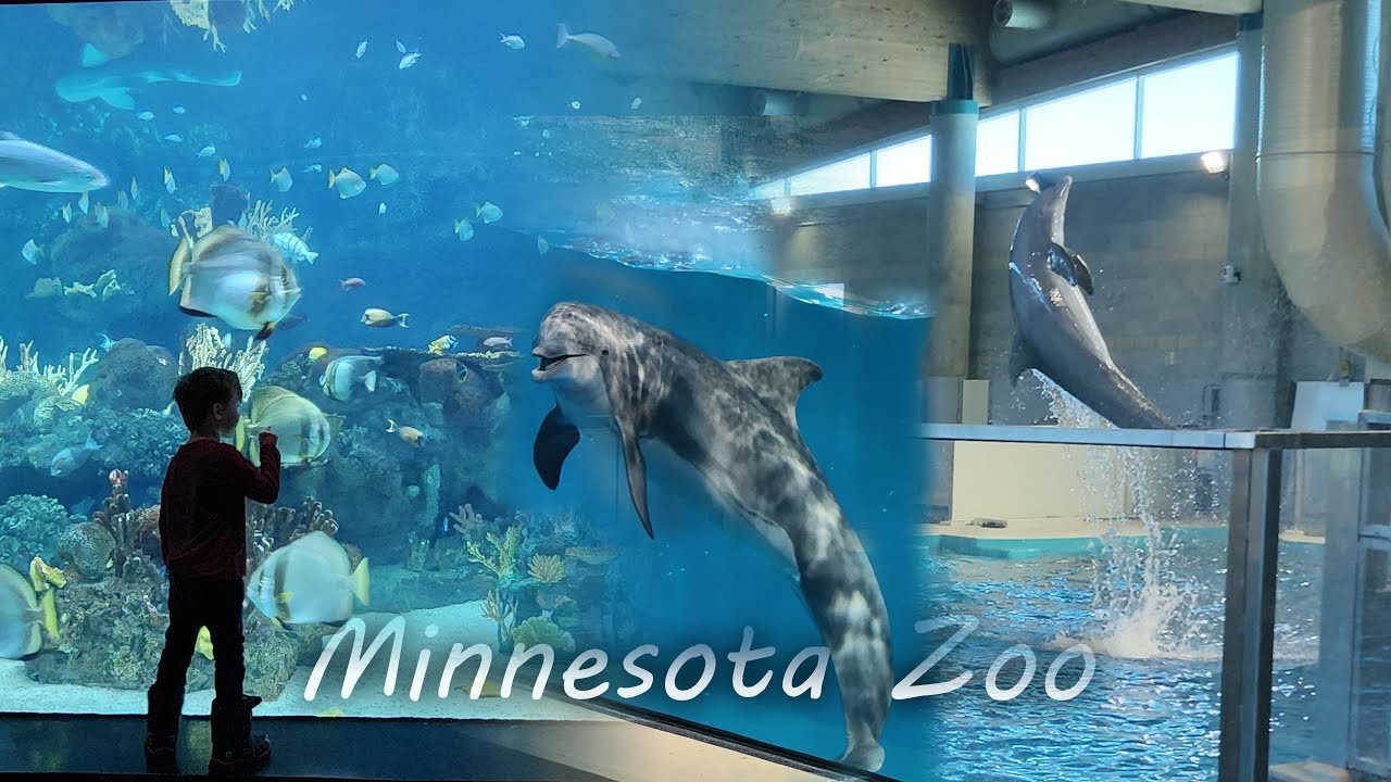 Dolphins Are Back At The Minnesota Zoo For A Limited time