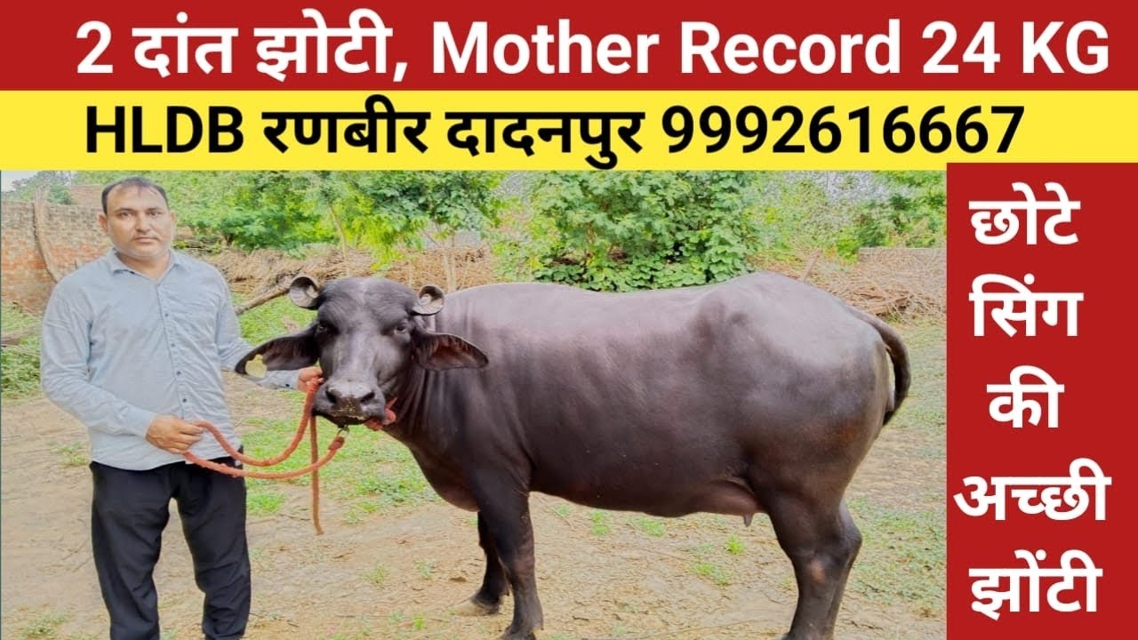 छोटे सिंग की 2 दांत झोटी। रणबीर दादनपुर झज्जर 9992616667,Rudra choudhary dairy farm,Top Buffalo