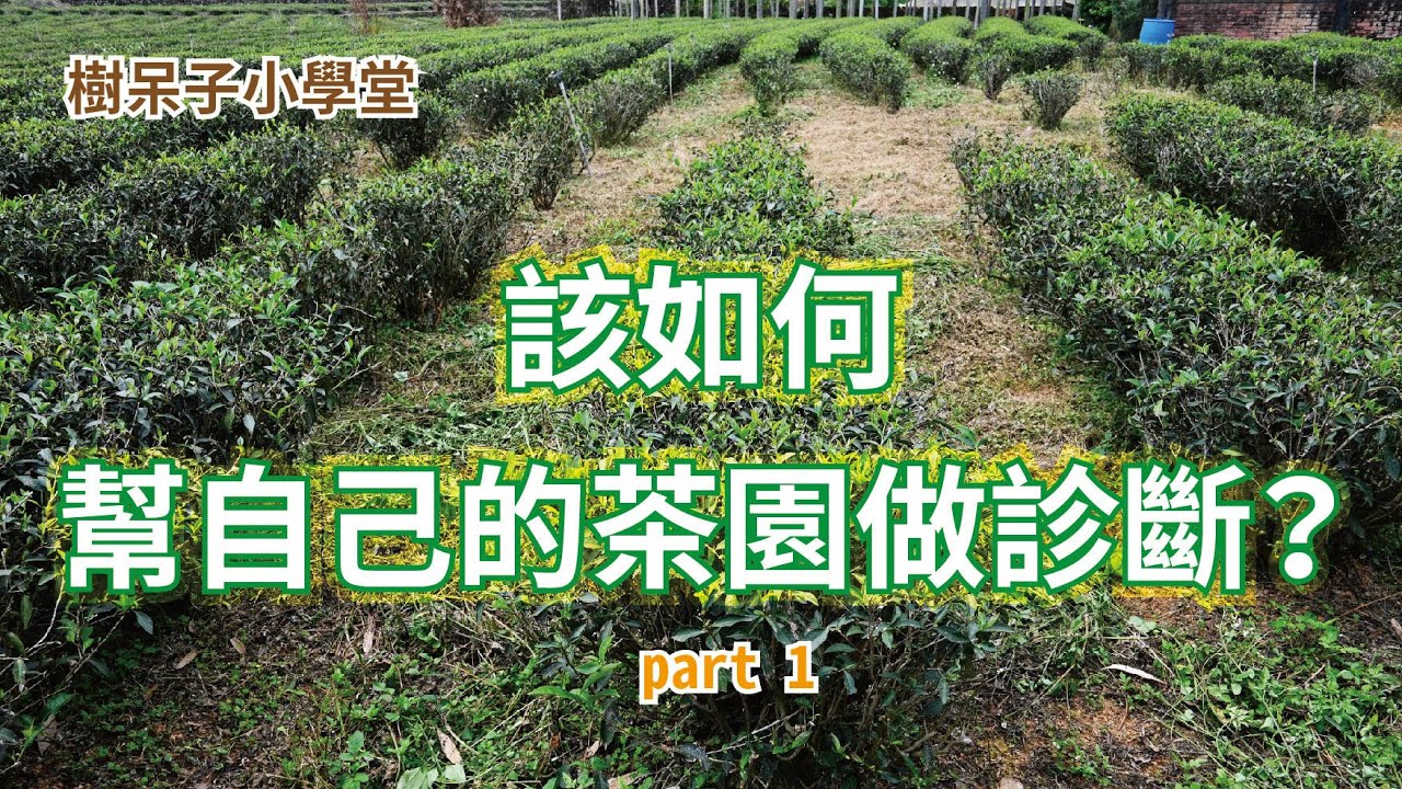 【樹呆子小學堂】如何幫你的茶園做診斷-入門 part1  #茶 #茶園 #茶葉