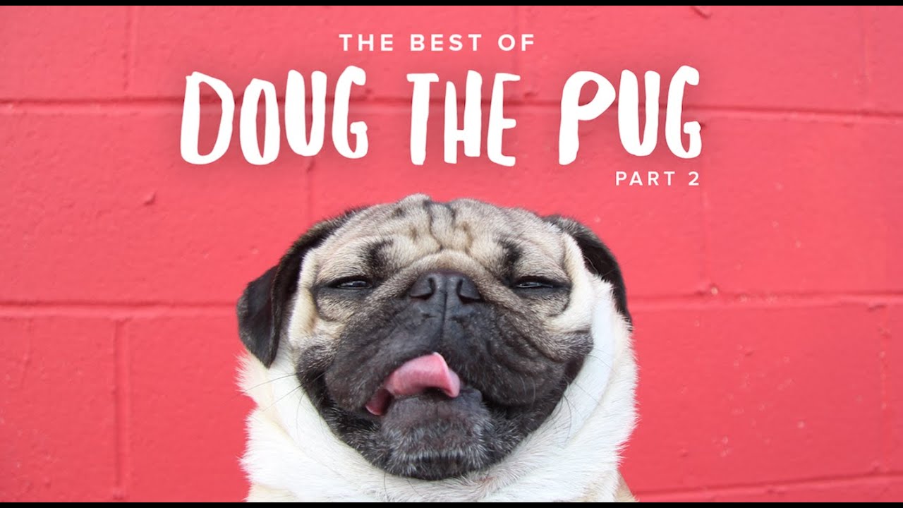 Best Of Doug The Pug - Part 2